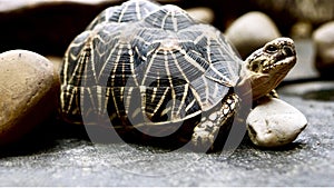 Turtle captured at underwater world Pattaya