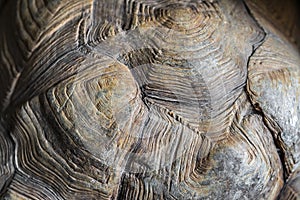 Turtle carapace