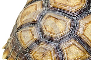 Turtle Carapace closed up picture.