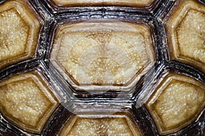 Turtle Carapace closed up picture.