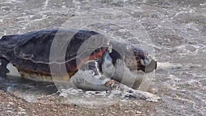 turtle caretta caretta on the beach dead preveza greece