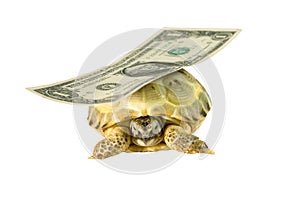 Turtle carrying a dollar banknote