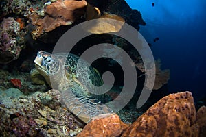 Turtle in cave on reef. Indonesia Sulawesi