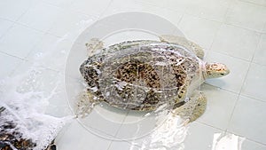 Turtle or Chelonia mydas in pond