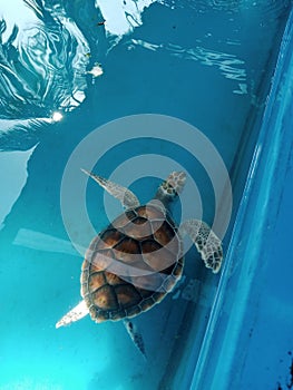Turtle Chelonia Mydas Swimming in the Water