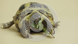 A turtle chews a juicy green dandelion leaf in the studio on a beige background. An exotic reptile eats food. Portrait