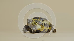 A turtle chews a juicy green dandelion leaf in the studio on a beige background. An exotic reptile eats food. Portrait