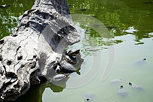 a turtle climbed out of a lake onto a dry tree