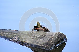 A turtle climbing unto a log photo