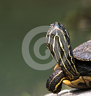 Turtle close-up