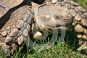 Turtle close up in the green grass