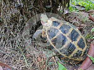 Turtle close up moving under the roots tree on the ground