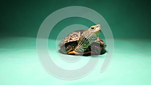 Turtle Coming out of its shell and walking off! Tortoise hiding. reptile, pet