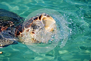 Turtle coming out of the water