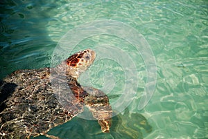 Turtle coming out of the water