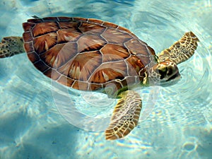 Turtle Coming up for Air