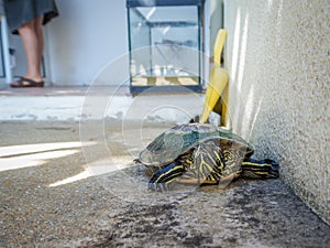 Turtle on concrete floor