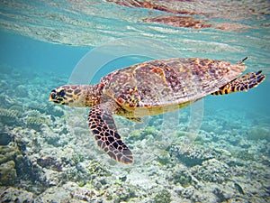Turtle in coral reef photo