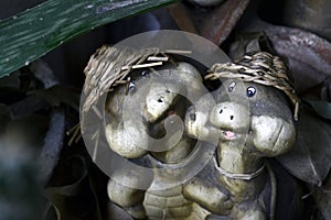 Turtle couple background