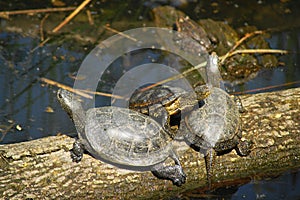 Turtle-courtship