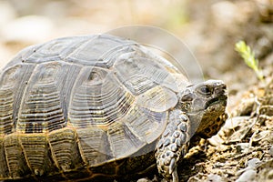 Turtle crawl in nature in Vashovani. Exotic wild land turtle with gray shell crawls on stones