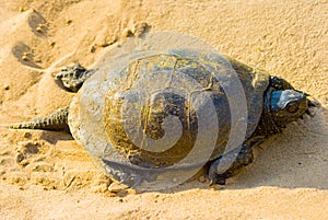 turtle crawling on a sand