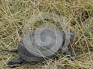 The turtle crawls on dry grass. Ordinary river tortoise of temperate latitudes. The tortoise is an ancient reptile. photo