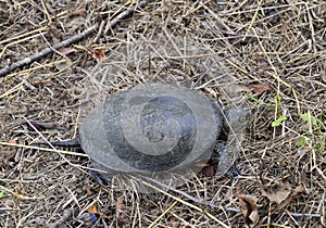 The turtle crawls on dry grass. Ordinary river tortoise of temperate latitudes. The tortoise is an ancient reptile. photo