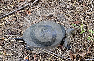 The turtle crawls on dry grass. Ordinary river tortoise of temperate latitudes. The tortoise is an ancient photo