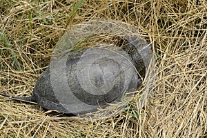 The turtle crawls on dry grass. Ordinary river tortoise of temperate latitudes. The tortoise is an ancient reptile. photo