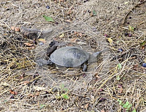 The turtle crawls on dry grass. Ordinary river tortoise of temperate latitudes. The tortoise is an ancient reptile. photo