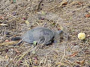 The turtle crawls on dry grass. Ordinary river tortoise of temperate latitudes. The tortoise is an ancient reptile. photo