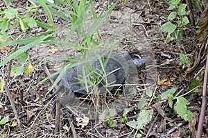 The turtle crawls on dry grass. Ordinary river tortoise of temperate latitudes. The tortoise is an ancient reptile. photo