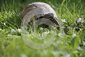 Turtle creeps on the green meadow photo
