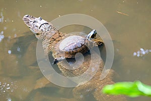 Turtle with crocodile