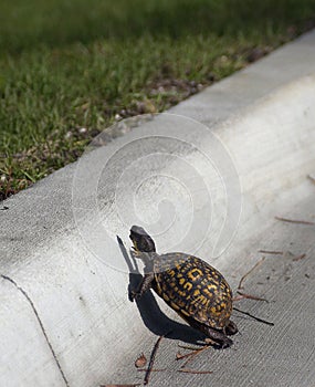 Turtle crosses road