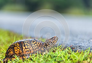 Turtle Crossing