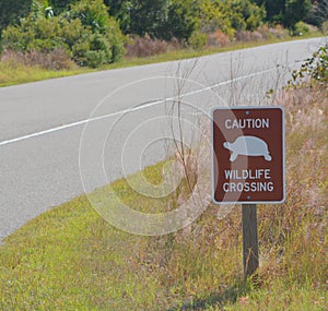Turtle crossing in Big Talbot Island State Park, Duval County, Florida.