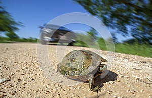 Turtle Crossing the dirt road