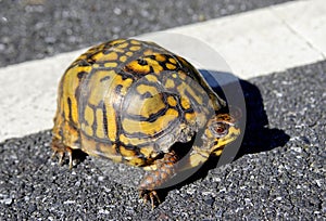 Turtle Crossing the Road