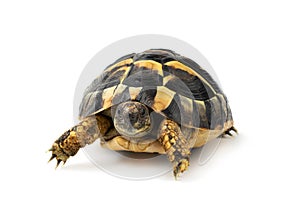 HermanÃ¢â¬â¢s Tortoise on a white background photo