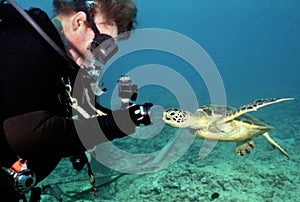 Turtle Curiosity - Underwater Photographer