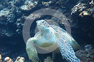 A turtle photo