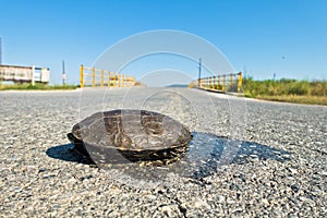 Turtle dangerously crossing the road in front of a small yellow bridge, Sithonia