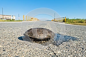 Turtle dangerously crossing the road in front of a small yellow bridge, Sithonia