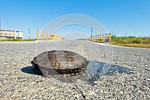 Turtle dangerously crossing the road in front of a small yellow bridge, Sithonia photo