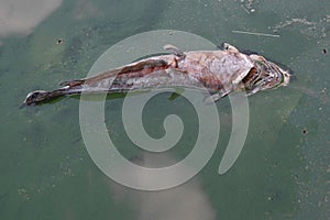 A turtle dead because waste water in the river.
