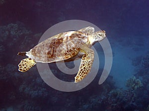 Turtle in deep blue photo
