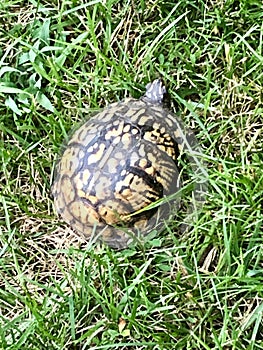 Turtle in the deep grass