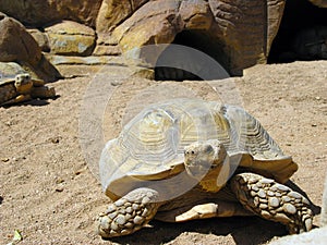 Turtle and desert